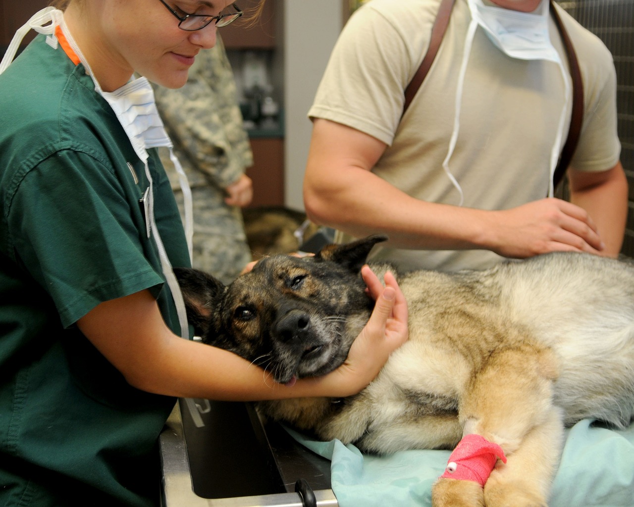 Eine Tierversicherung übernimmt die Kosten bei Unfall, Krankheit oder OP Ihrer Haustiere