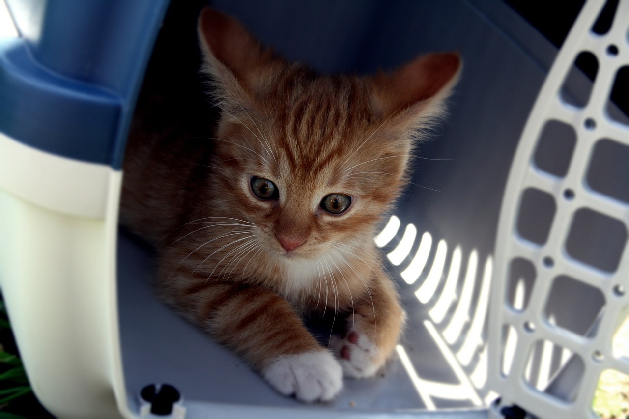 Transportboxen ermöglichen einen sicheren und stressfreien Transfer der Katze oder des kleinen Hundes zum tierärztlichen Notdienst