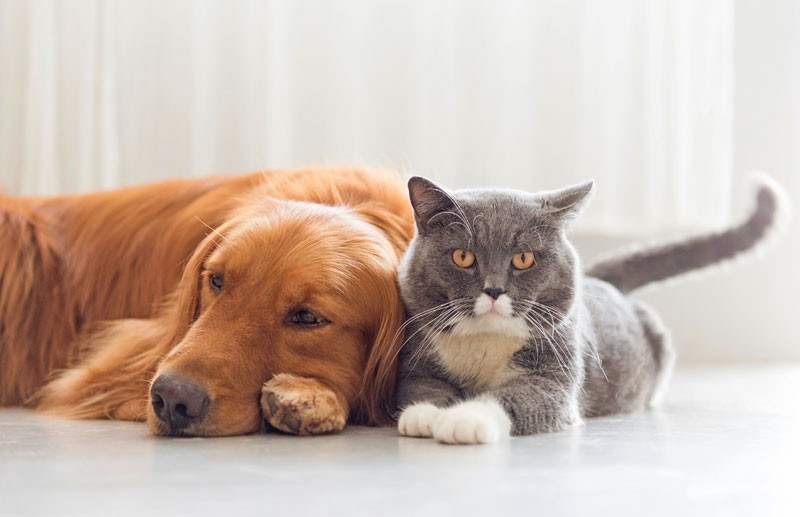 Ein Hund und eine Katze liegen entspannt nebeneinander auf dem Boden – Symbol für umfassenden Schutz durch eine Tierkrankenversicherung 2025 in Leipzig.