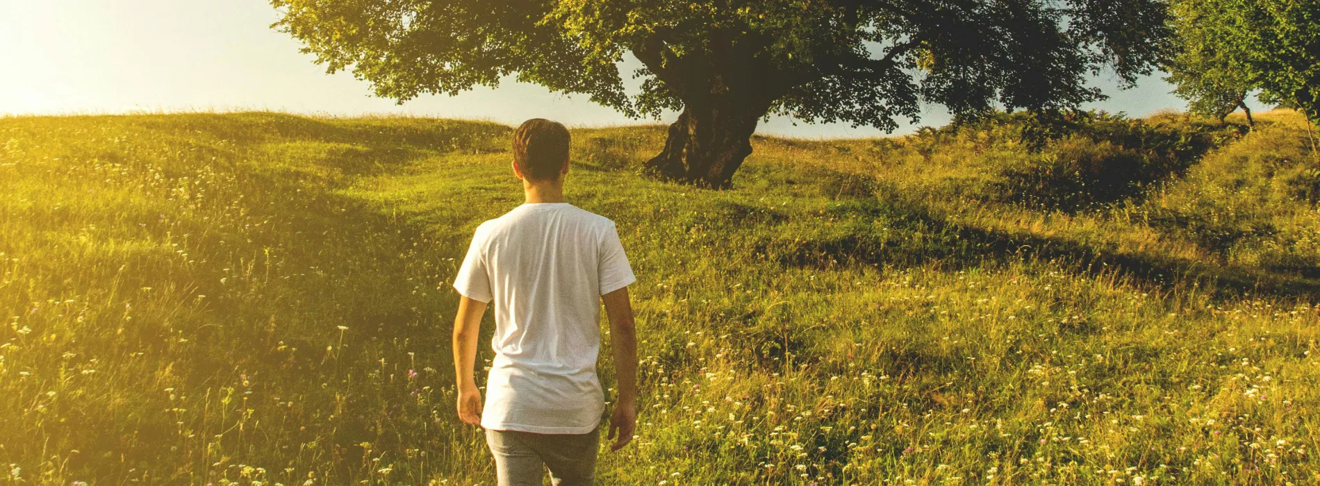 Junger Mann geht über eine Wiese auf einen großen Baum zu – Symbolbild für Altersvorsorge in Leipzig und einen sicheren Weg in die Zukunft