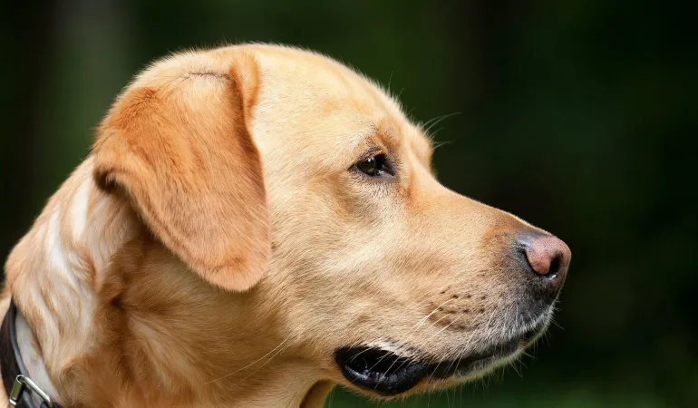 Die Hundehaftpflicht-Versicherung schützt den Halter.