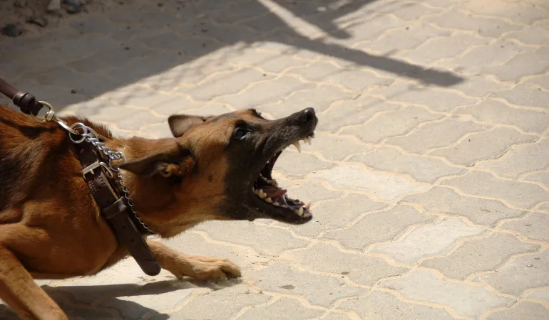 Hundehaftpflicht-Versicherung sichert den Hundehalter ab.