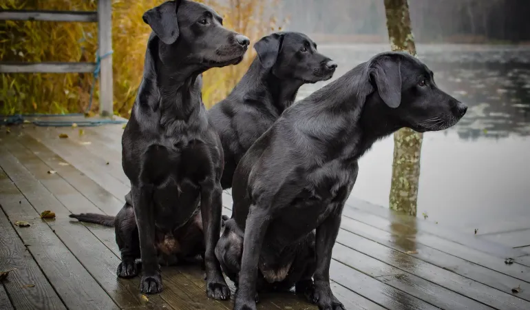  Tierhalterhaftpflichtversicherung Leipzig – Ein Hund an der Leine auf einer Wiese als Symbol für den verantwortungsvollen Umgang mit Tierhalterrisiken.